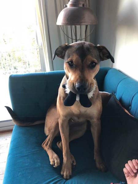 Entry image for NOVA. Clicking this image will show a larger photo