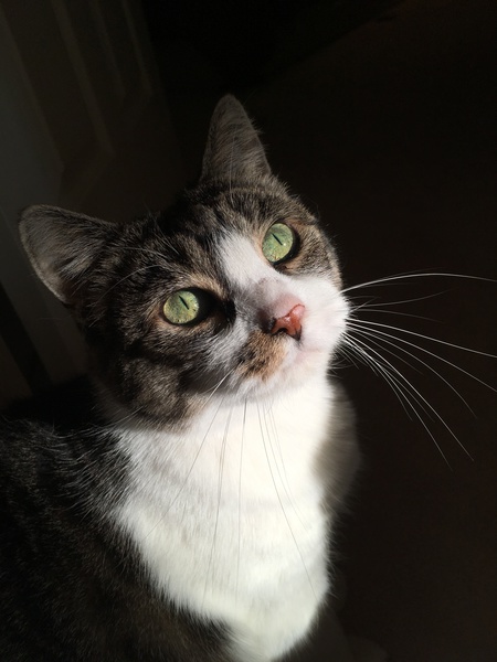 Entry image for Phoebe. Clicking this image will show a larger photo