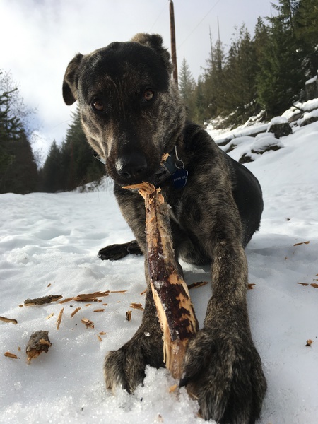 Entry image for Ninja. Clicking this image will show a larger photo