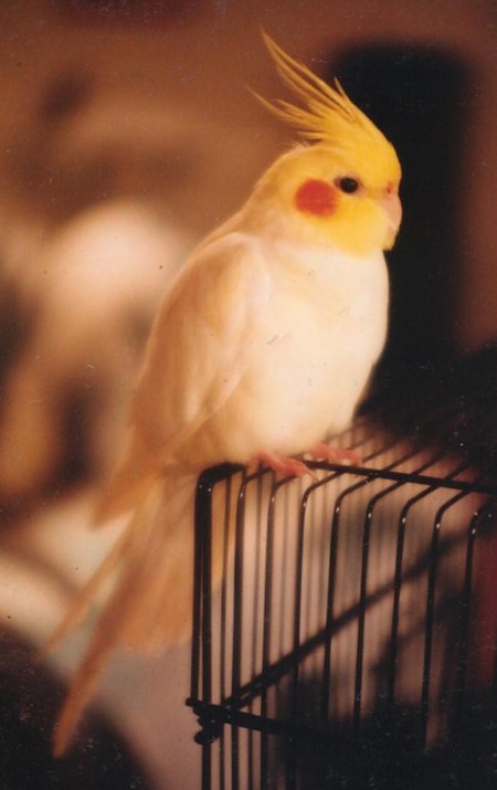 Entry image for Ckoockie. Clicking this image will show a larger photo