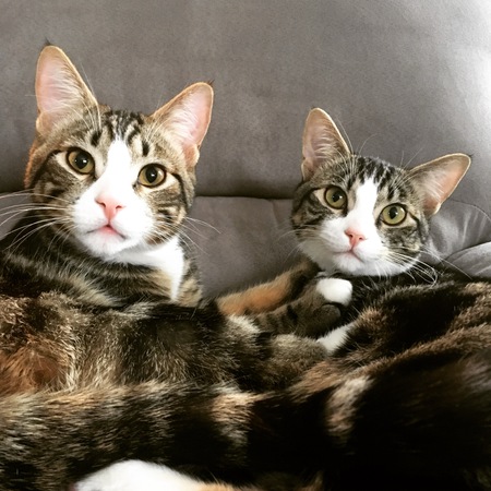 Entry image for Finn and Chip. Clicking this image will show a larger photo