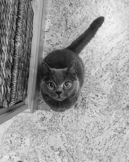 Entry image for Digby. Clicking this image will show a larger photo