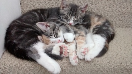 Entry image for Thumper & Peach. Clicking this image will show a larger photo