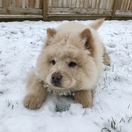 Entry image for Leo. Clicking this image will show a larger photo