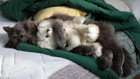 Entry image for Benjamin Rakochy. Clicking this image will show a larger photo