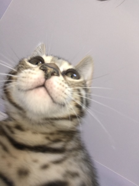 Entry image for Finn. Clicking this image will show a larger photo