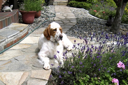 Entry image for Chester. Clicking this image will show a larger photo