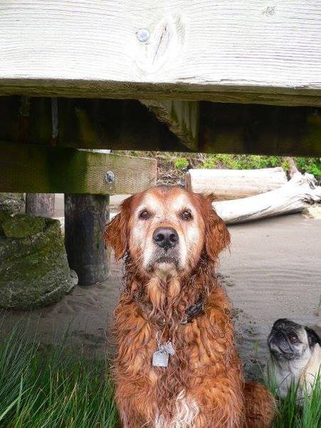 Entry image for My Hero (Cyrus & Mabel). Clicking this image will show a larger photo