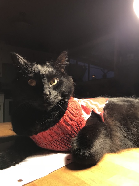 Entry image for Oliver. Clicking this image will show a larger photo