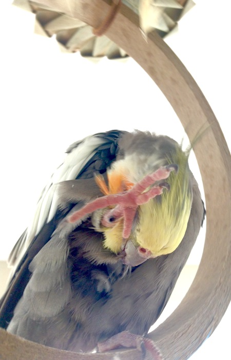 Entry image for Pepper. Clicking this image will show a larger photo