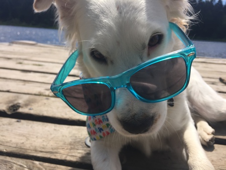 Entry image for Pippin. Clicking this image will show a larger photo