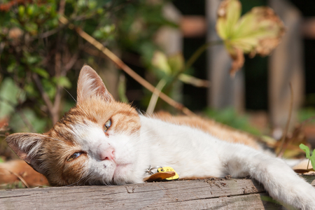 Entry image for Tigger. Clicking this image will show a larger photo