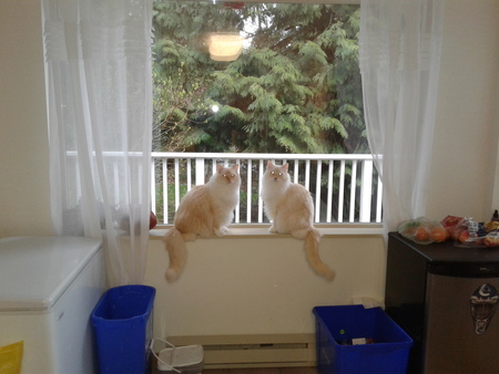 Entry image for Rusty and Frank. Clicking this image will show a larger photo