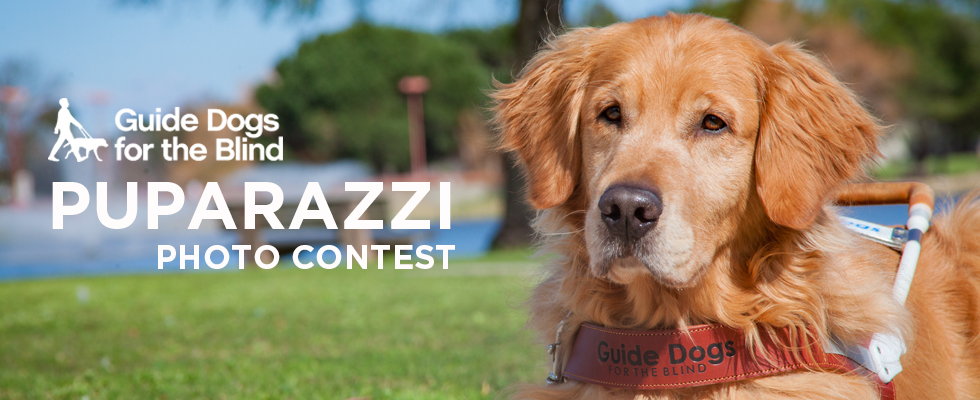 Banner for Puparazzi Photo Calendar Contest