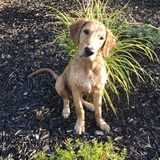 Entry image for Oliver