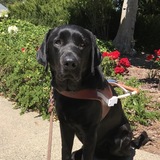 Entry image for T.J.