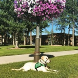 Entry image for Gadget