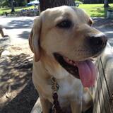 Entry image for Butterscotch