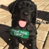 Entry image for Lester