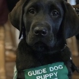 Entry image for Aesop