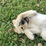 Entry image for Olena