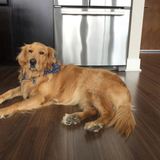 Entry image for Brandy