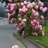 Entry image for VIKING