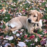 Entry image for Villa