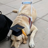 Entry image for Irish