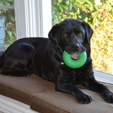 Entry image for Dario