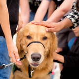 Entry image for Fender