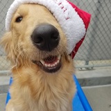 Entry image for Venetia 