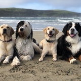 Entry image for Goose