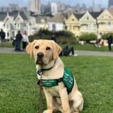 Entry image for Lorax