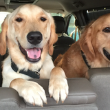 Entry image for Sardi & Sinclair