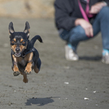 Entry image for Fausto