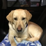 Entry image for Narnia