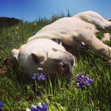 Entry image for Honu