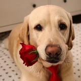 Entry image for Mondo