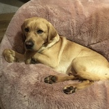 Entry image for Pittsburg