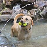 Entry image for Dusty