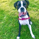 Entry image for Harley Smith