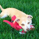 Entry image for Charlie