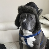 Entry image for Peddey