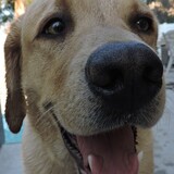 Entry image for Lassen