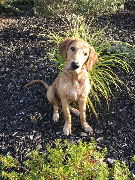 Entry image for Oliver. Clicking this image will show a larger photo