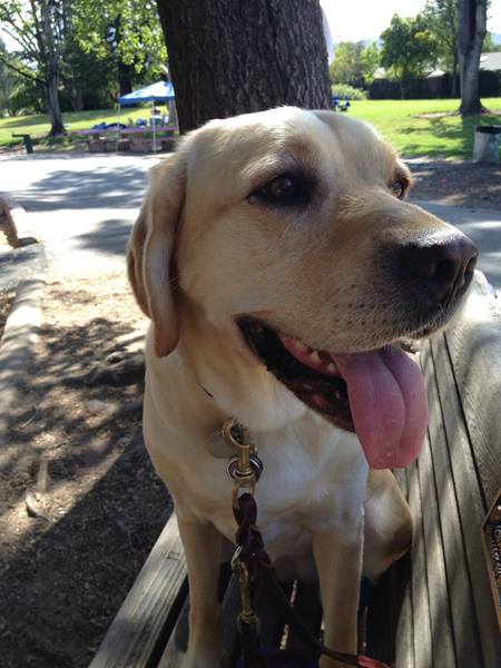 Entry image for Butterscotch. Clicking this image will show a larger photo