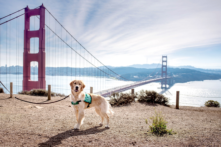 Entry image for Adele. Clicking this image will show a larger photo