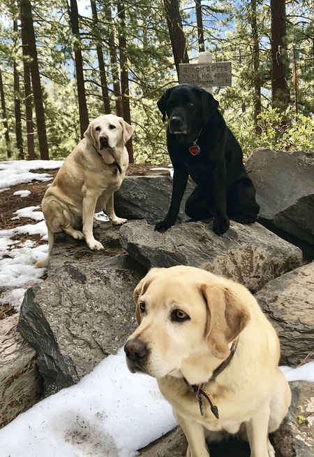 Entry image for Chanel, Moon and Wichita. Clicking this image will show a larger photo