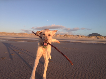 Entry image for Gus. Clicking this image will show a larger photo